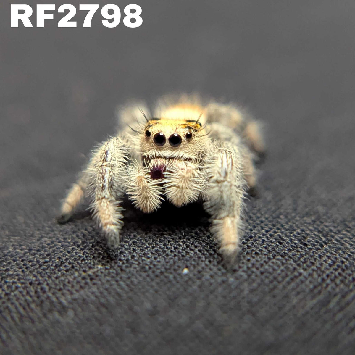 Regal Jumping Spider “Cerelia”