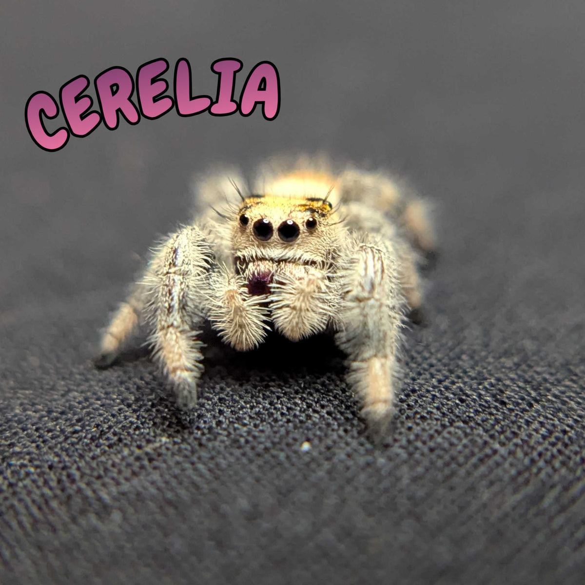 Regal Jumping Spider “Cerelia”