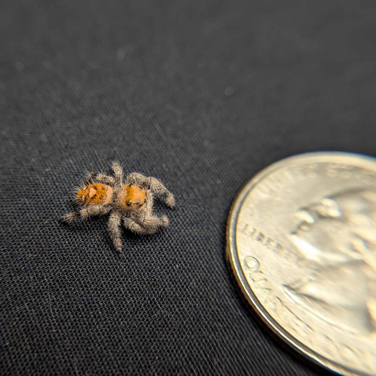 Regal Jumping Spider “Azalea”