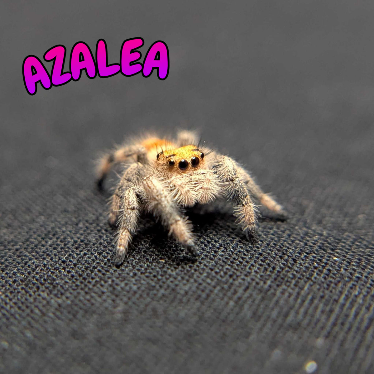 Regal Jumping Spider “Azalea”