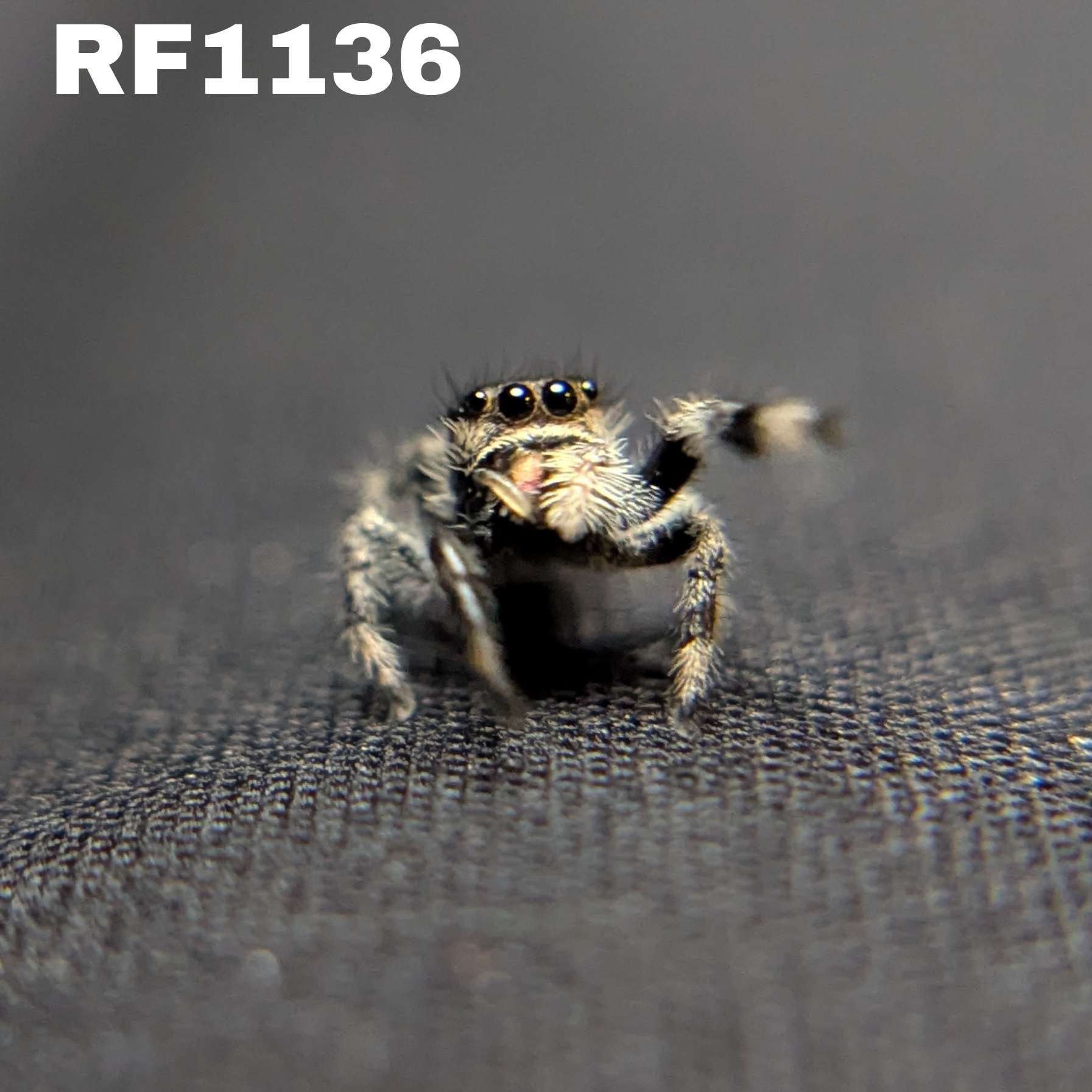 Regal Jumping Spider “Willow”