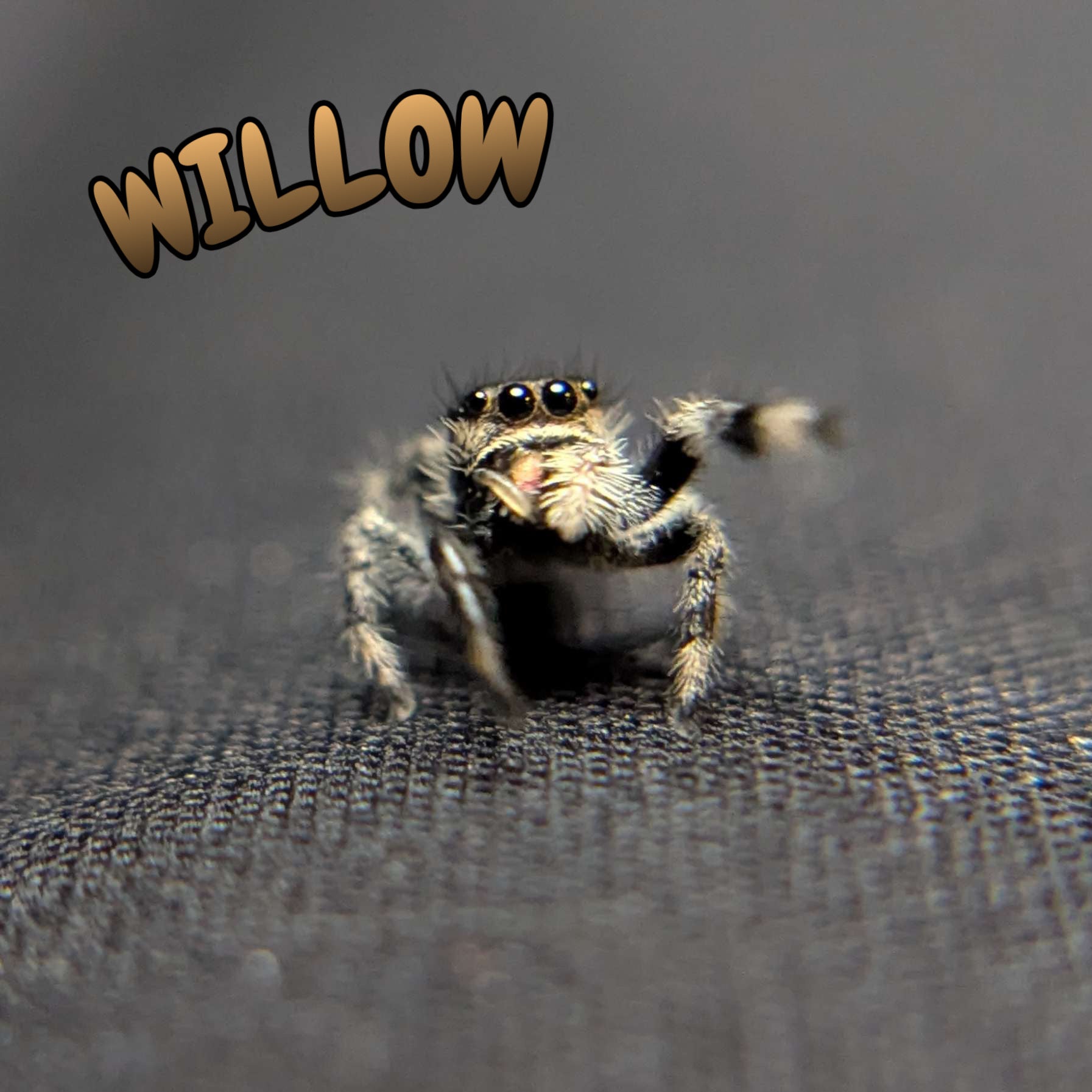 Regal Jumping Spider “Willow”