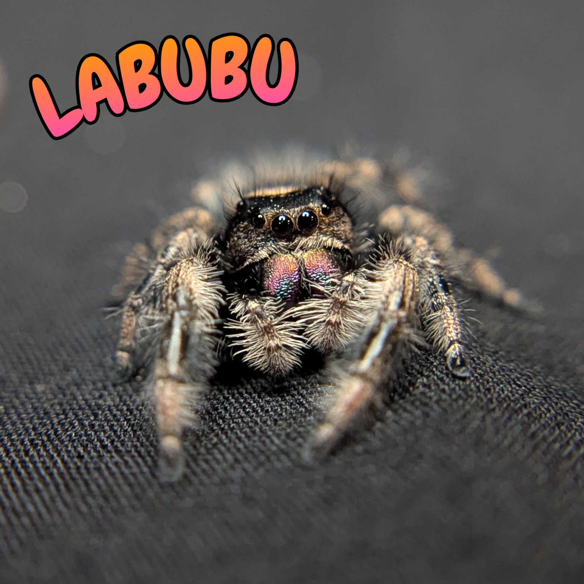 Regal Jumping Spider "Labubu"