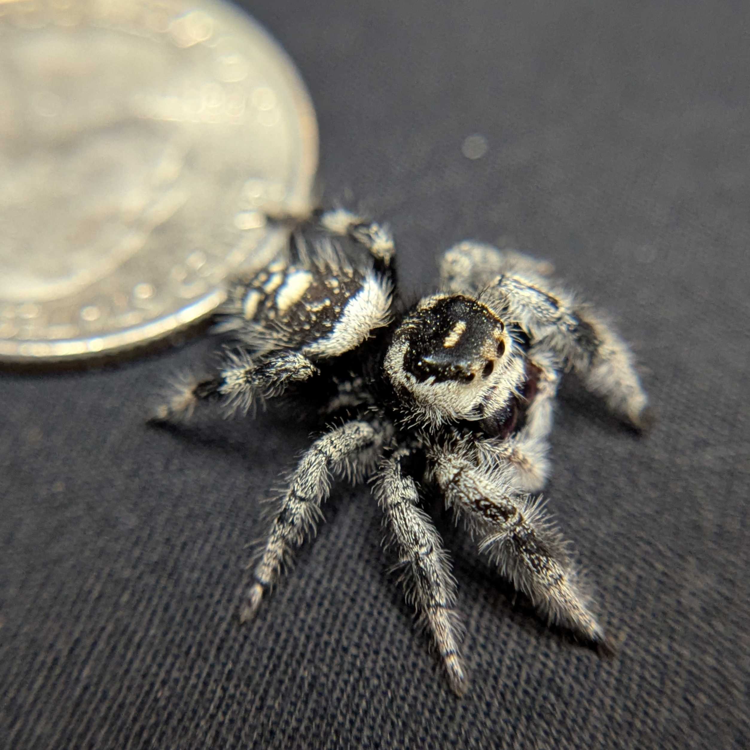Regal Jumping Spider "Marshmellow"