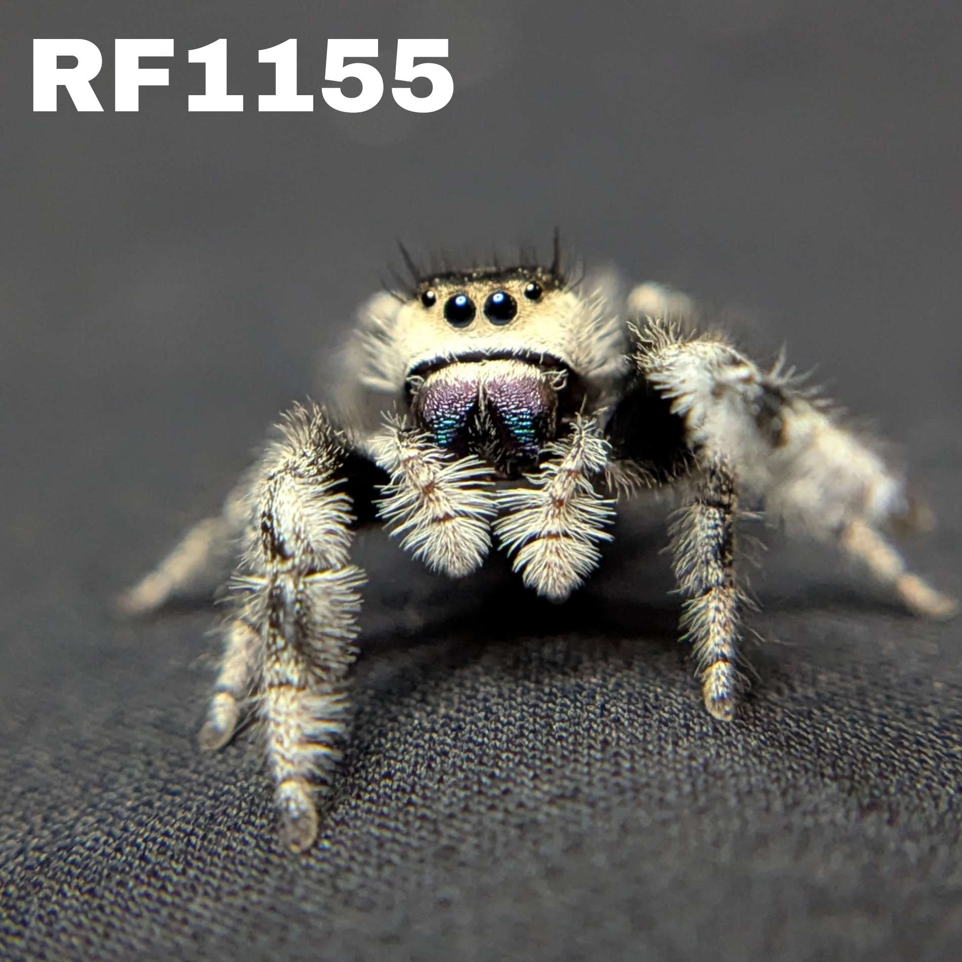 Regal Jumping Spider "Marshmellow"