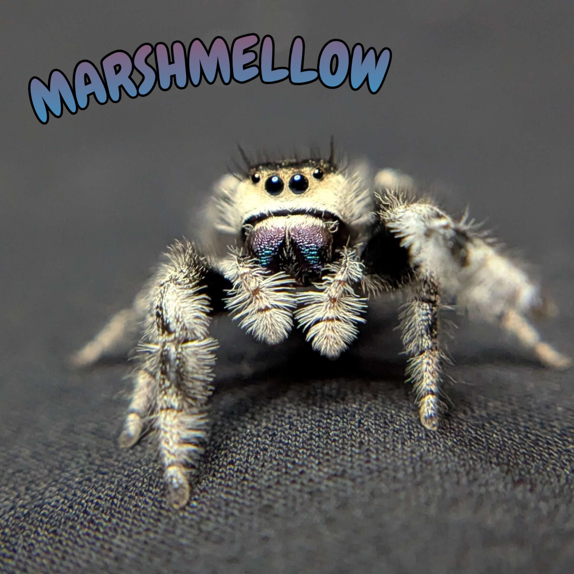 Regal Jumping Spider "Marshmellow"