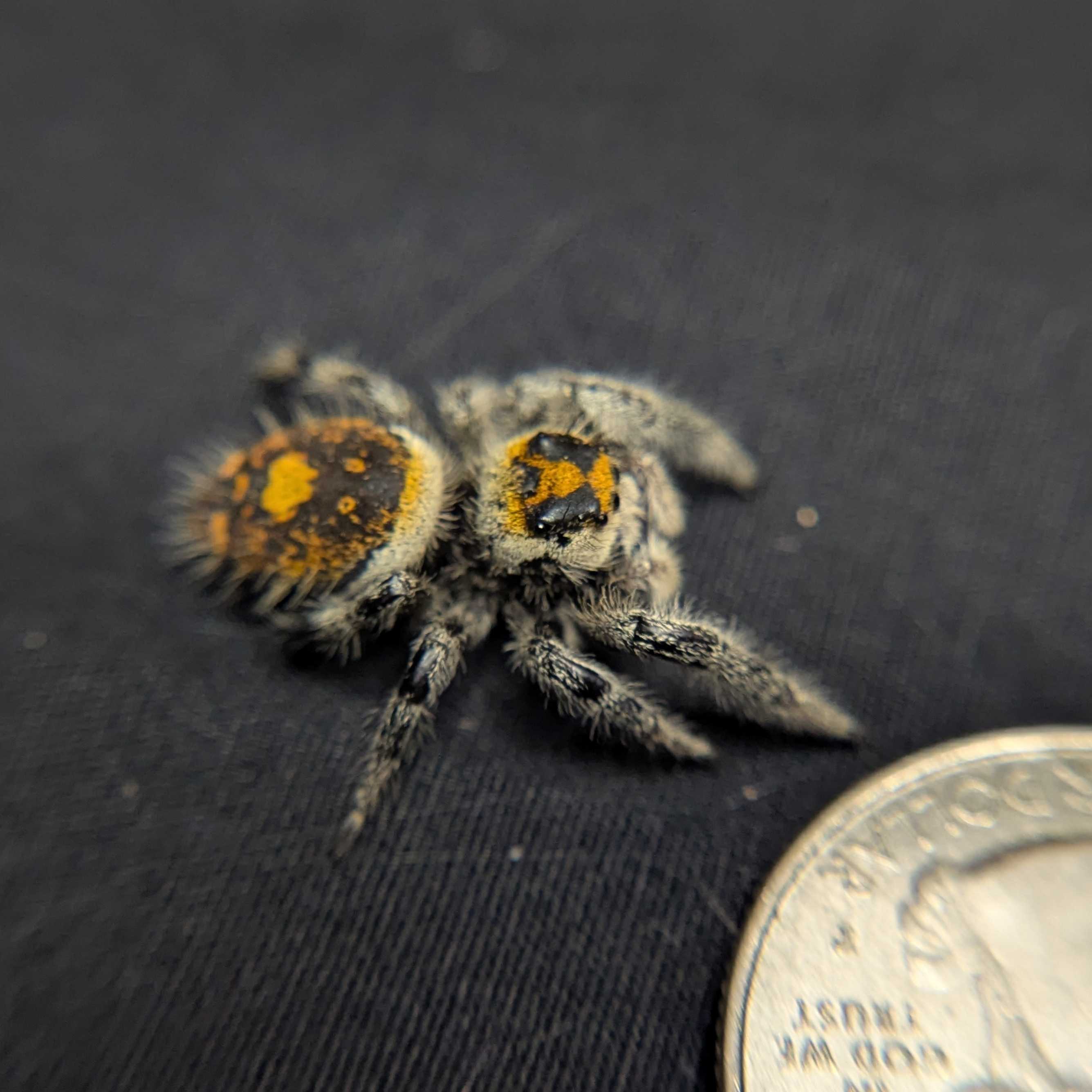 Regal Jumping Spider "Bengal"