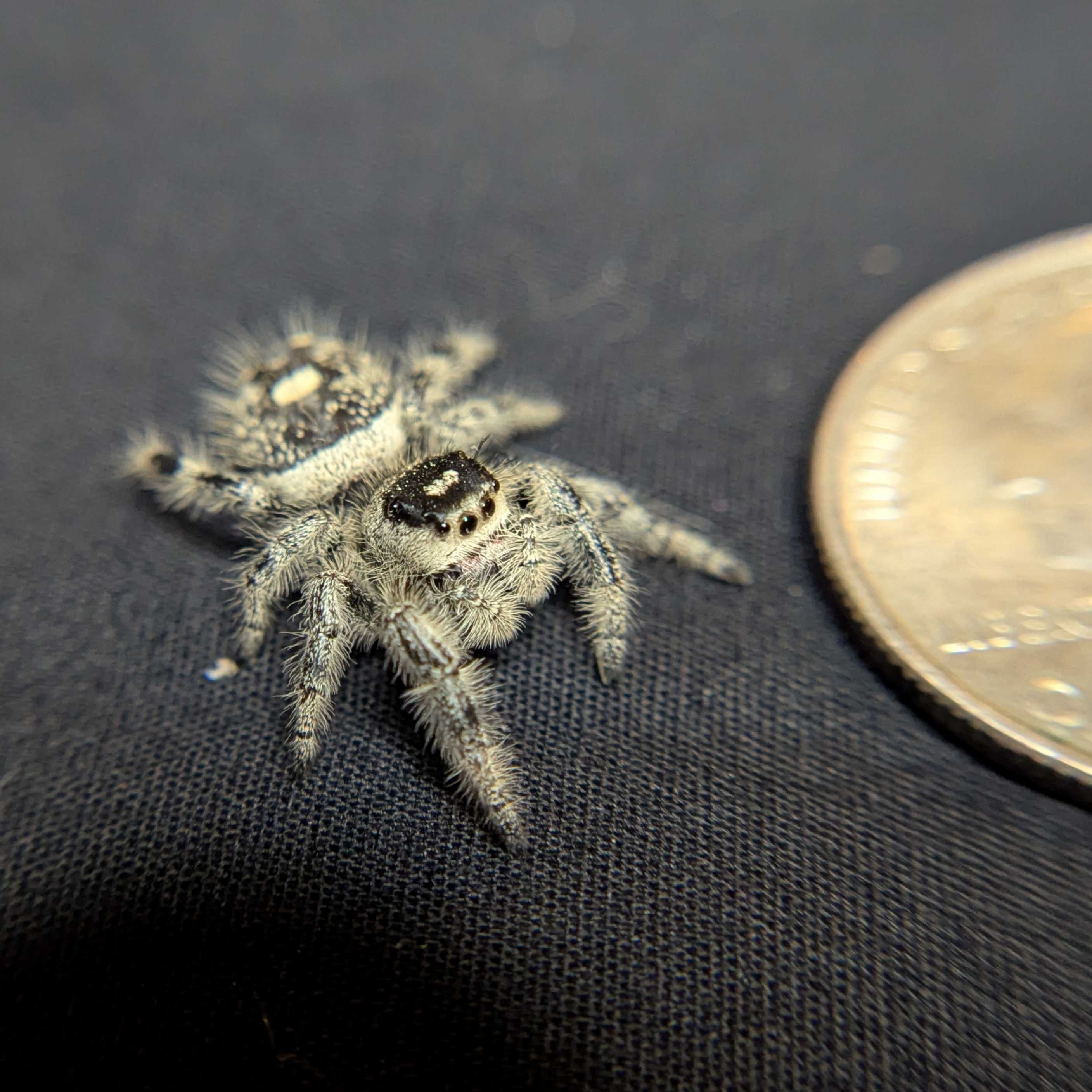 Regal Jumping Spider "Snow"