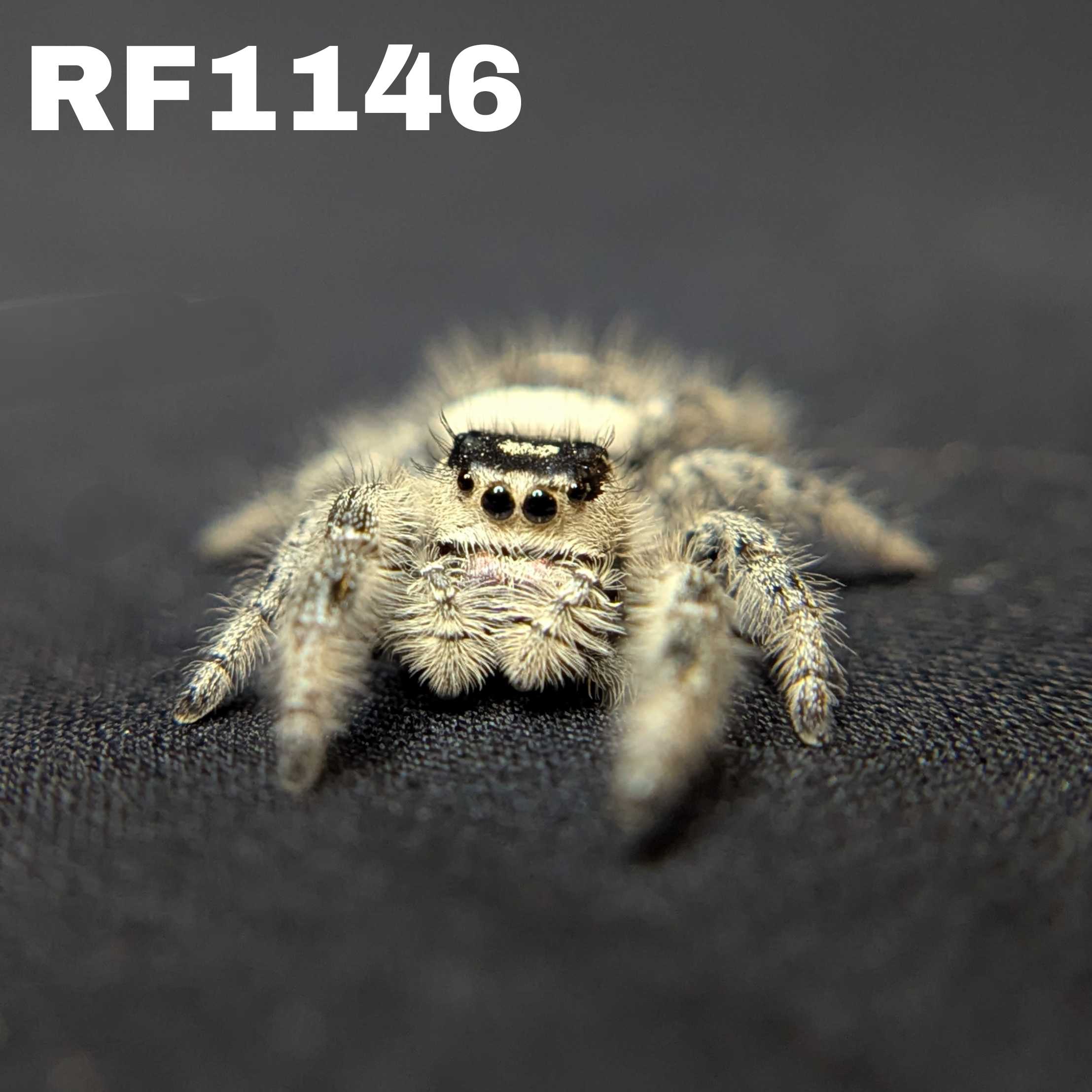 Regal Jumping Spider "Snow"