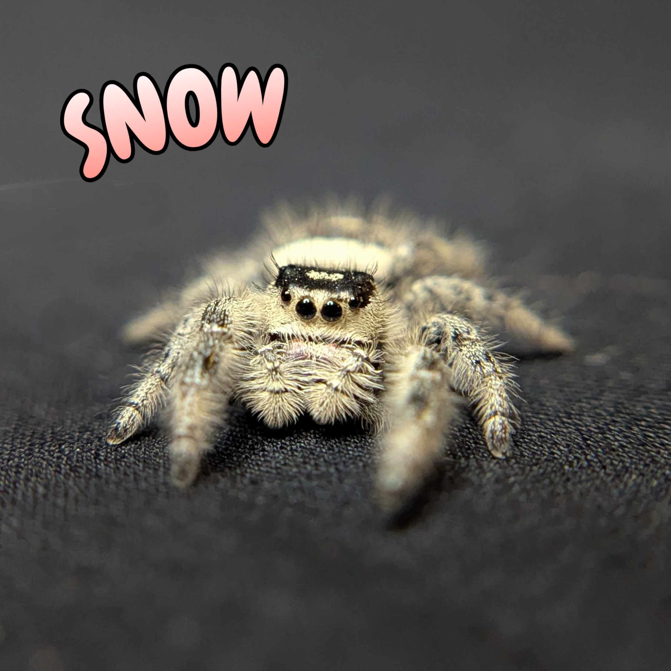 Regal Jumping Spider "Snow"