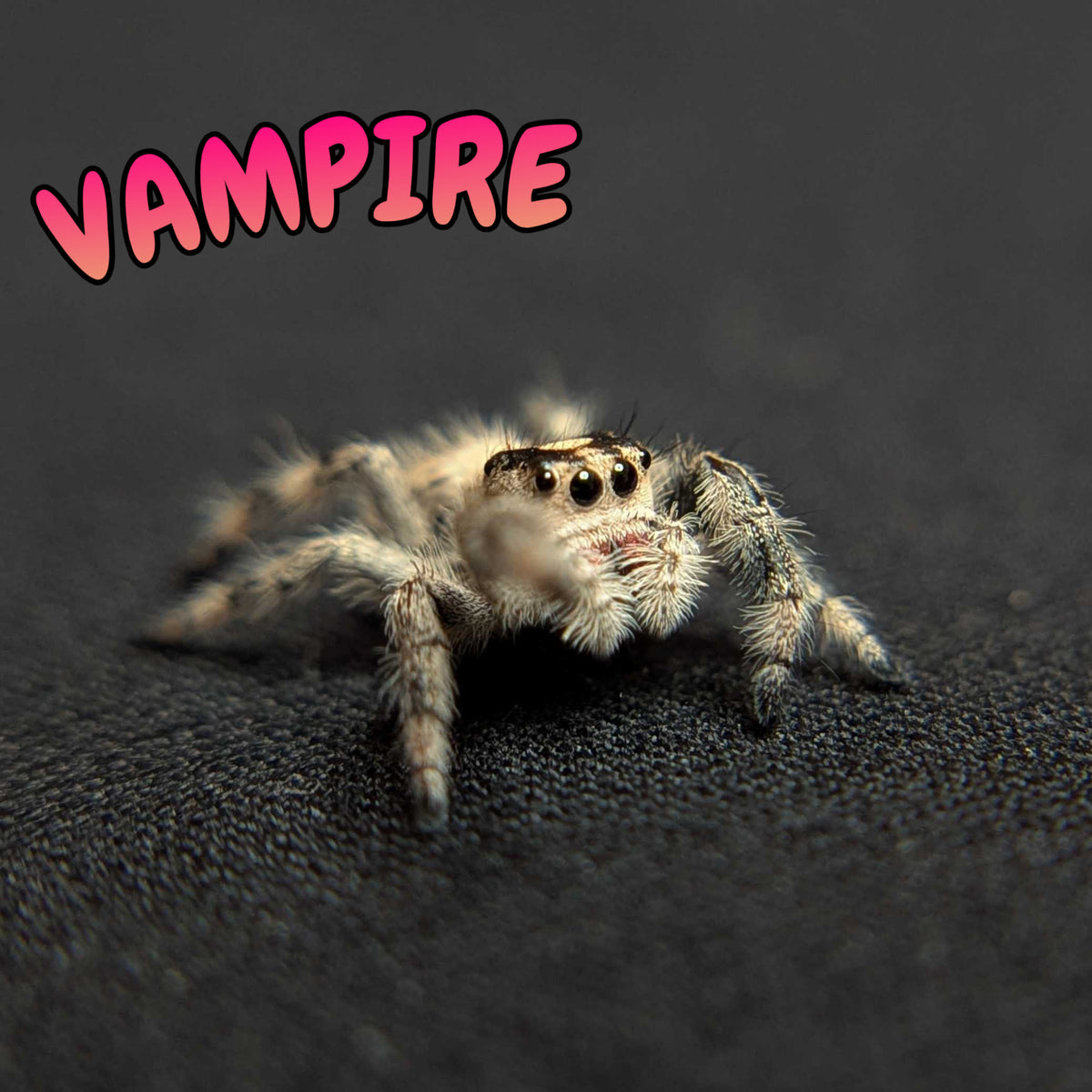 Regal Jumping Spider "Vampire"