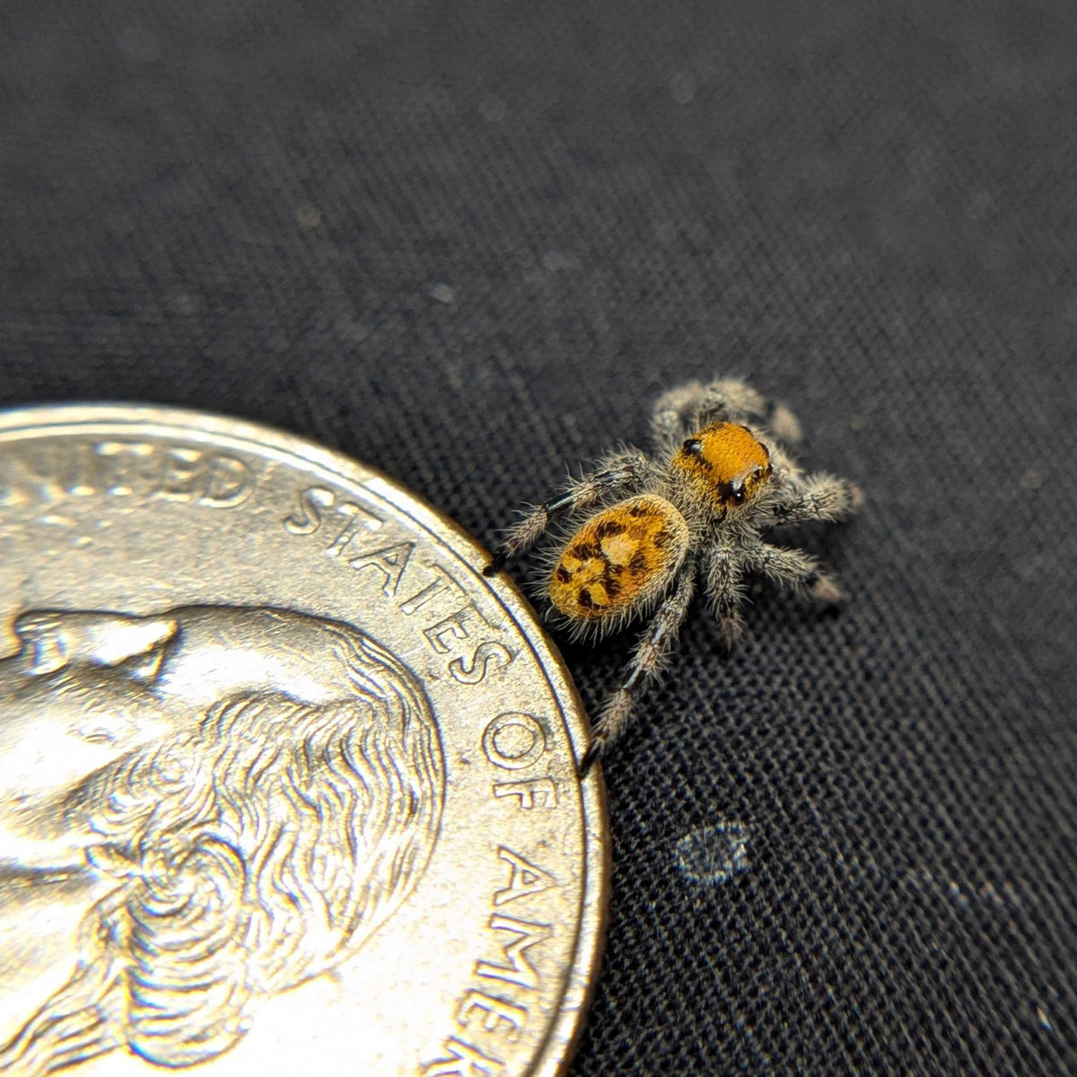 Regal Jumping Spider "Venom"