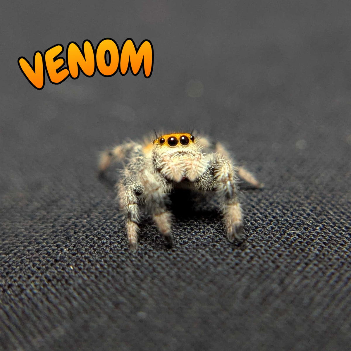 Regal Jumping Spider "Venom"