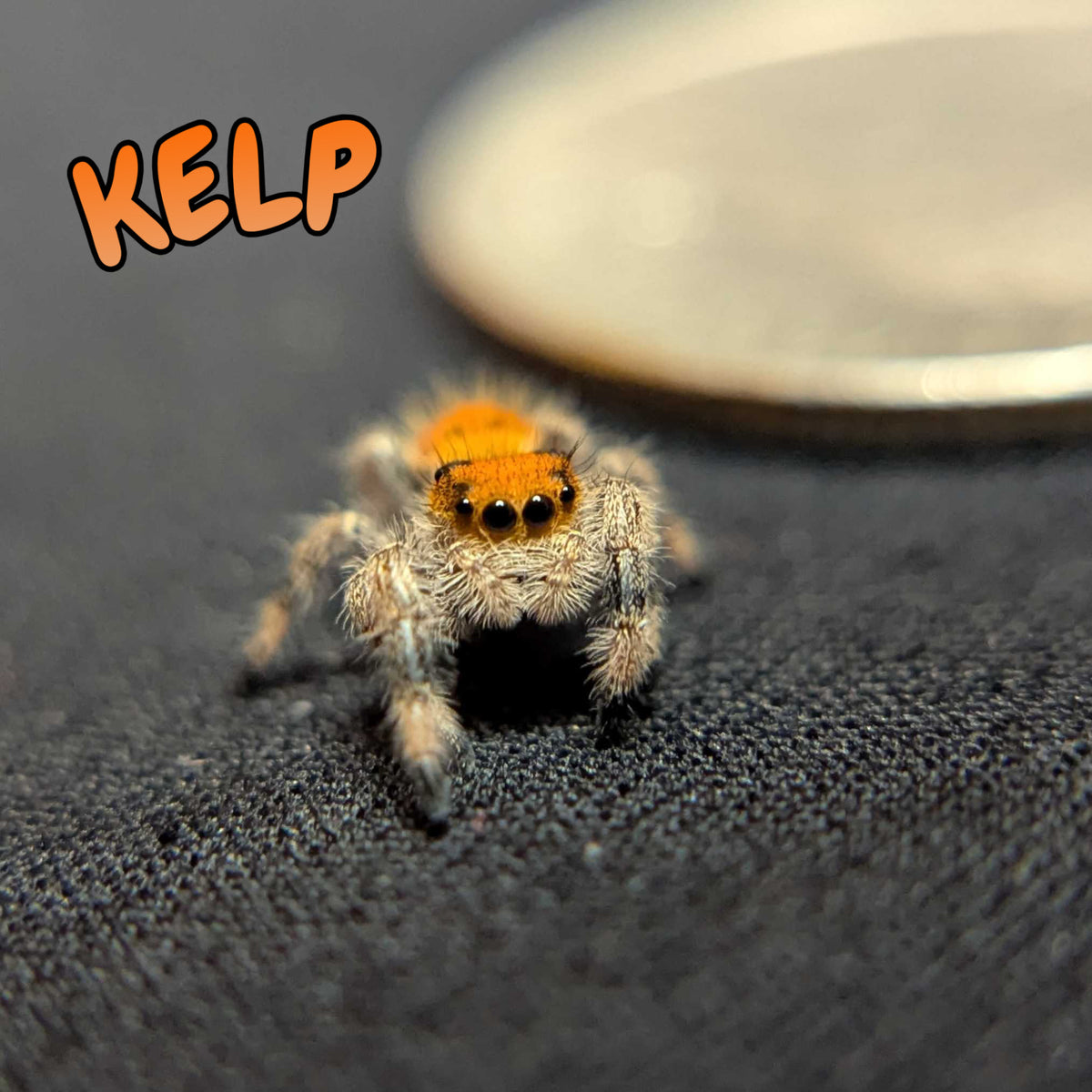 Regal Jumping Spider "Kelp"