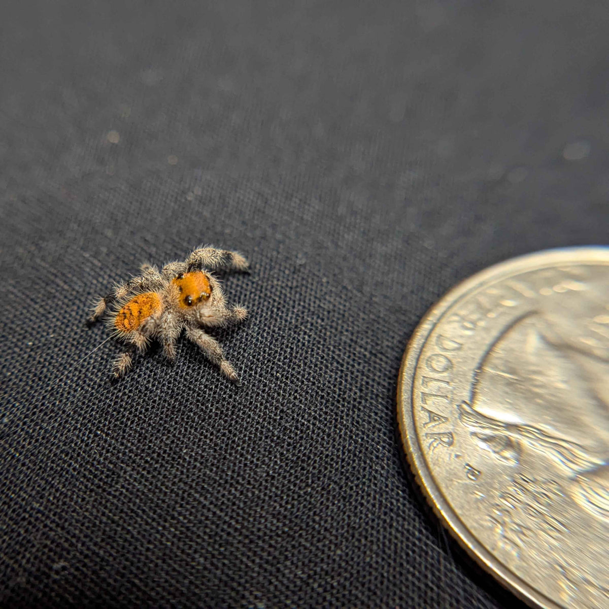 Regal Jumping Spider "Baja”
