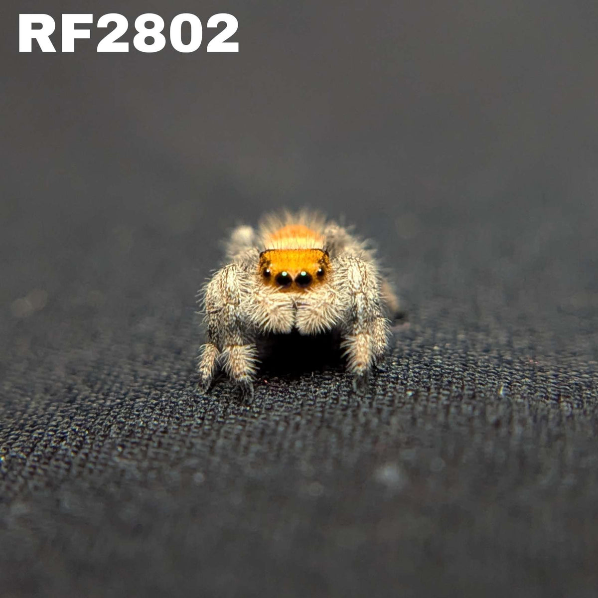 Regal Jumping Spider "Baja”