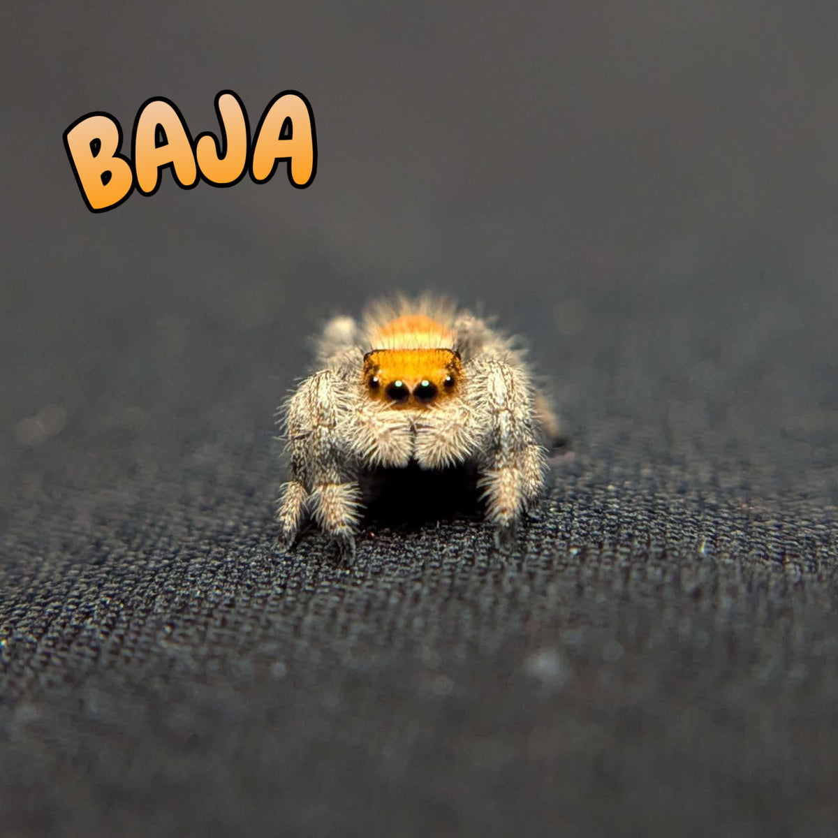 Regal Jumping Spider "Baja”