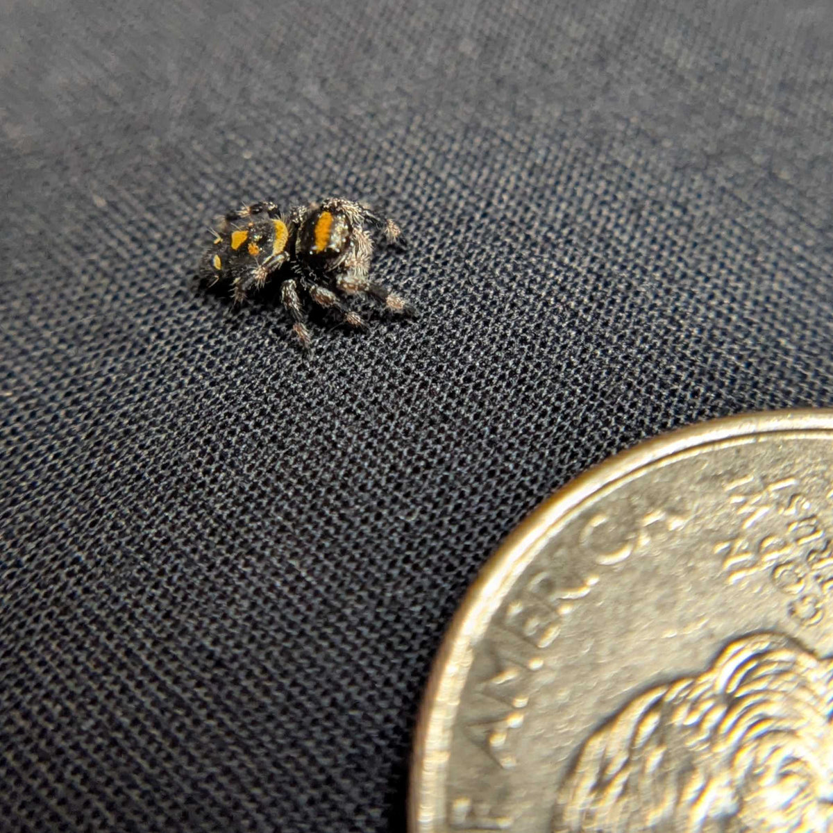 Regal Jumping Spider "Smokey"
