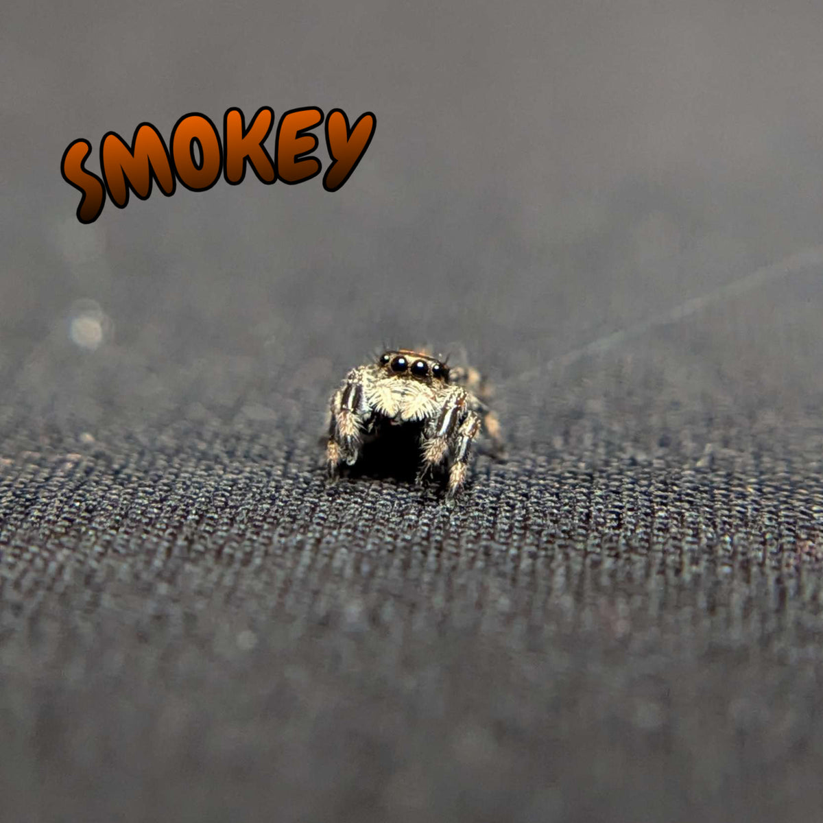 Regal Jumping Spider "Smokey"