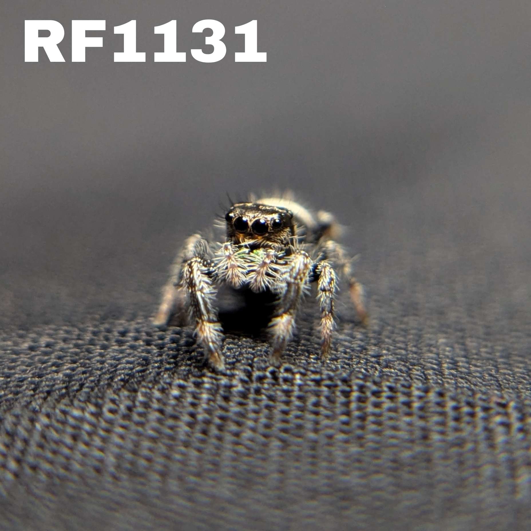 Regal Jumping Spider "Clover"