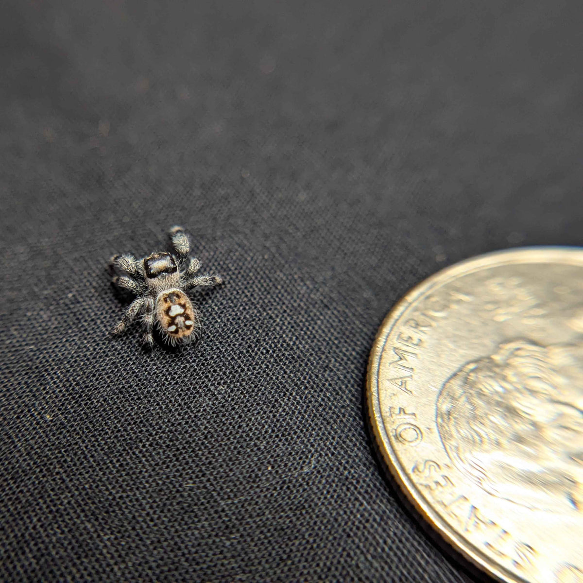 Regal Jumping Spider "Labubu"