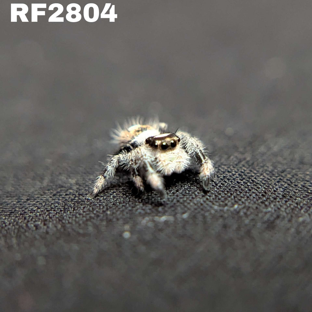 Regal Jumping Spider "Labubu"