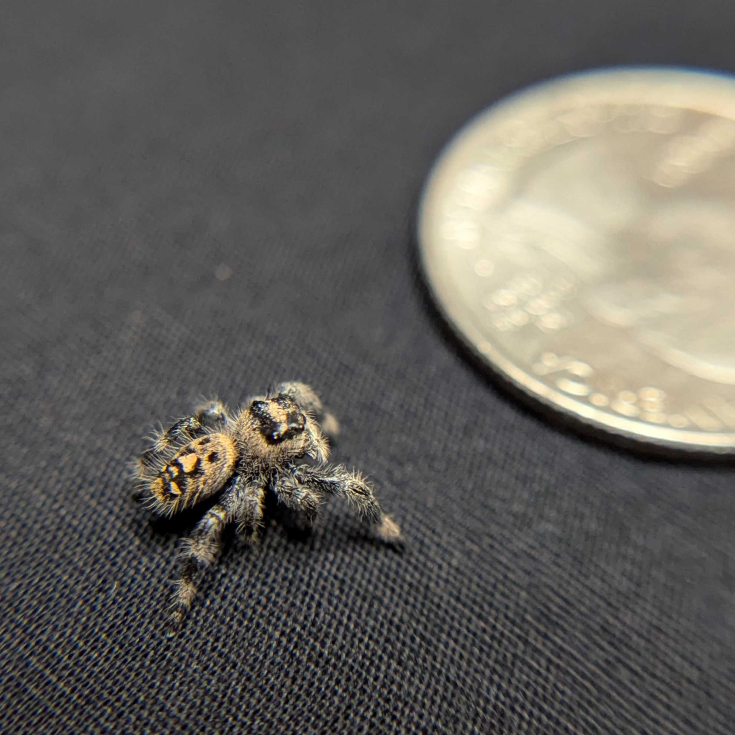 Regal Jumping Spider "Goldilocks"