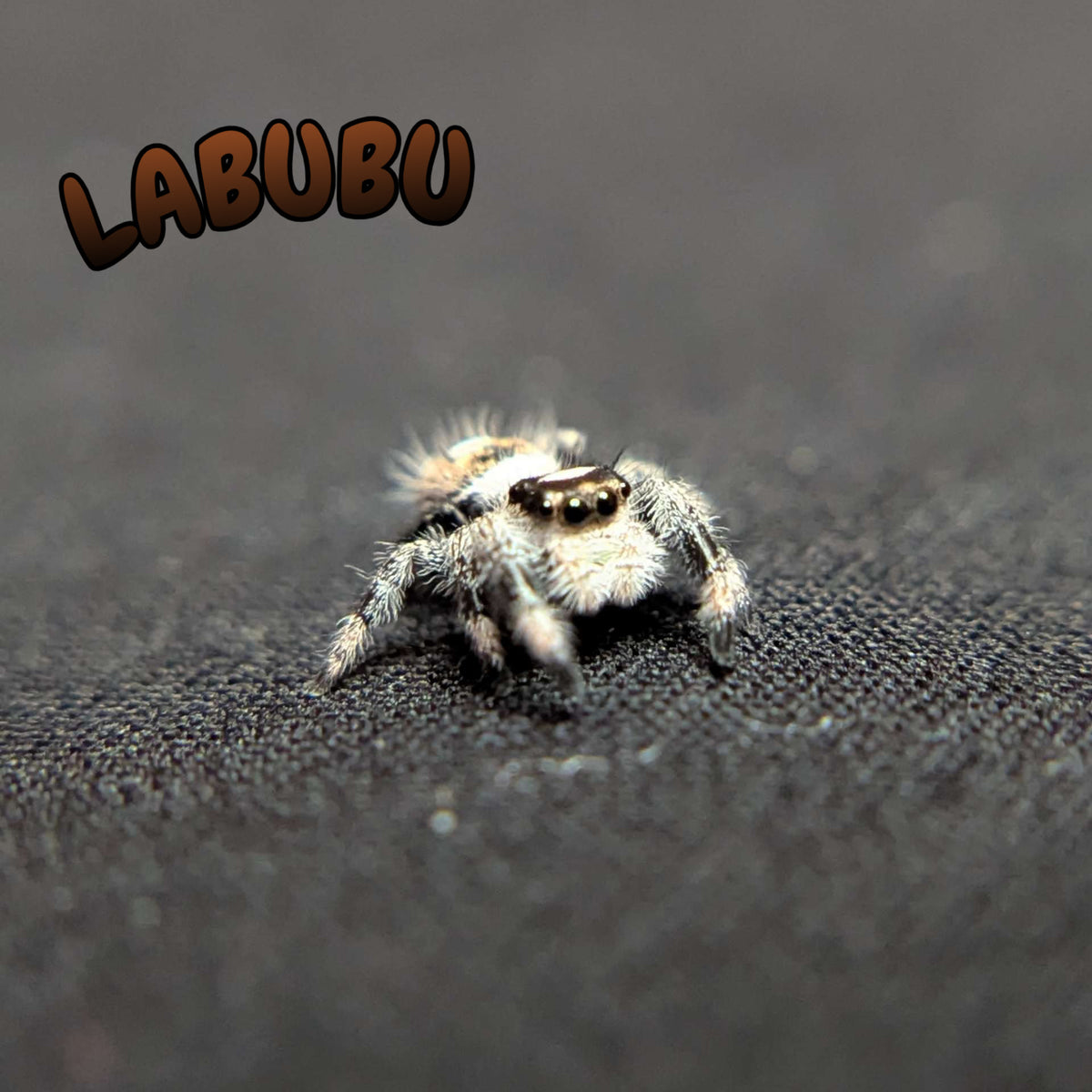 Regal Jumping Spider "Labubu"