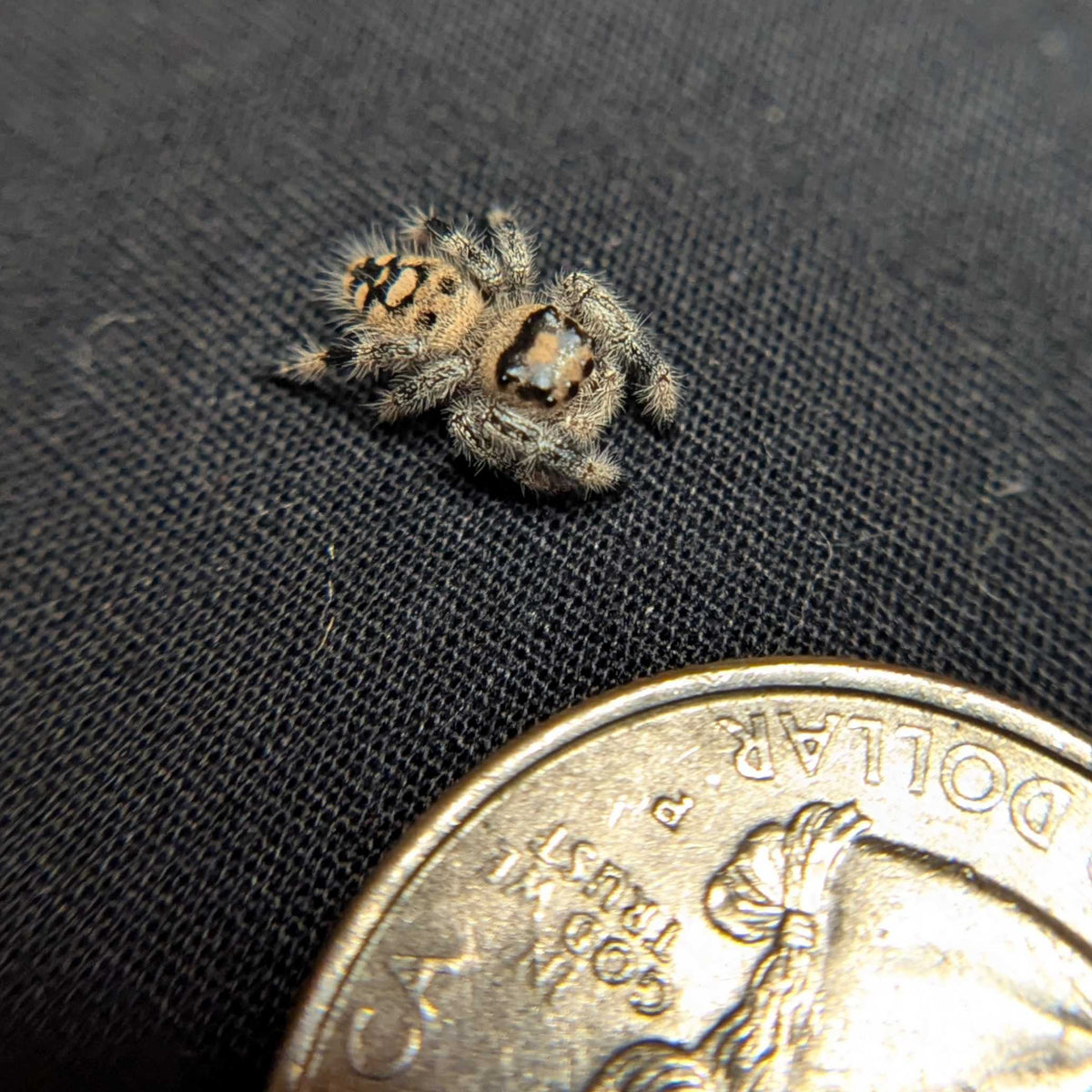 Regal Jumping Spider "Cream"