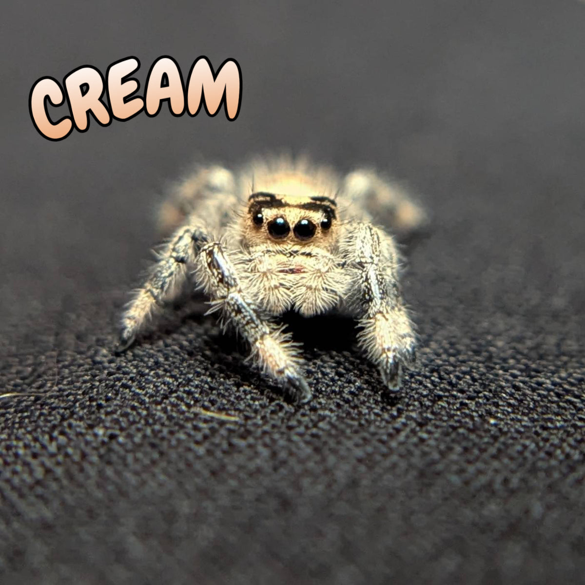 Regal Jumping Spider "Cream"