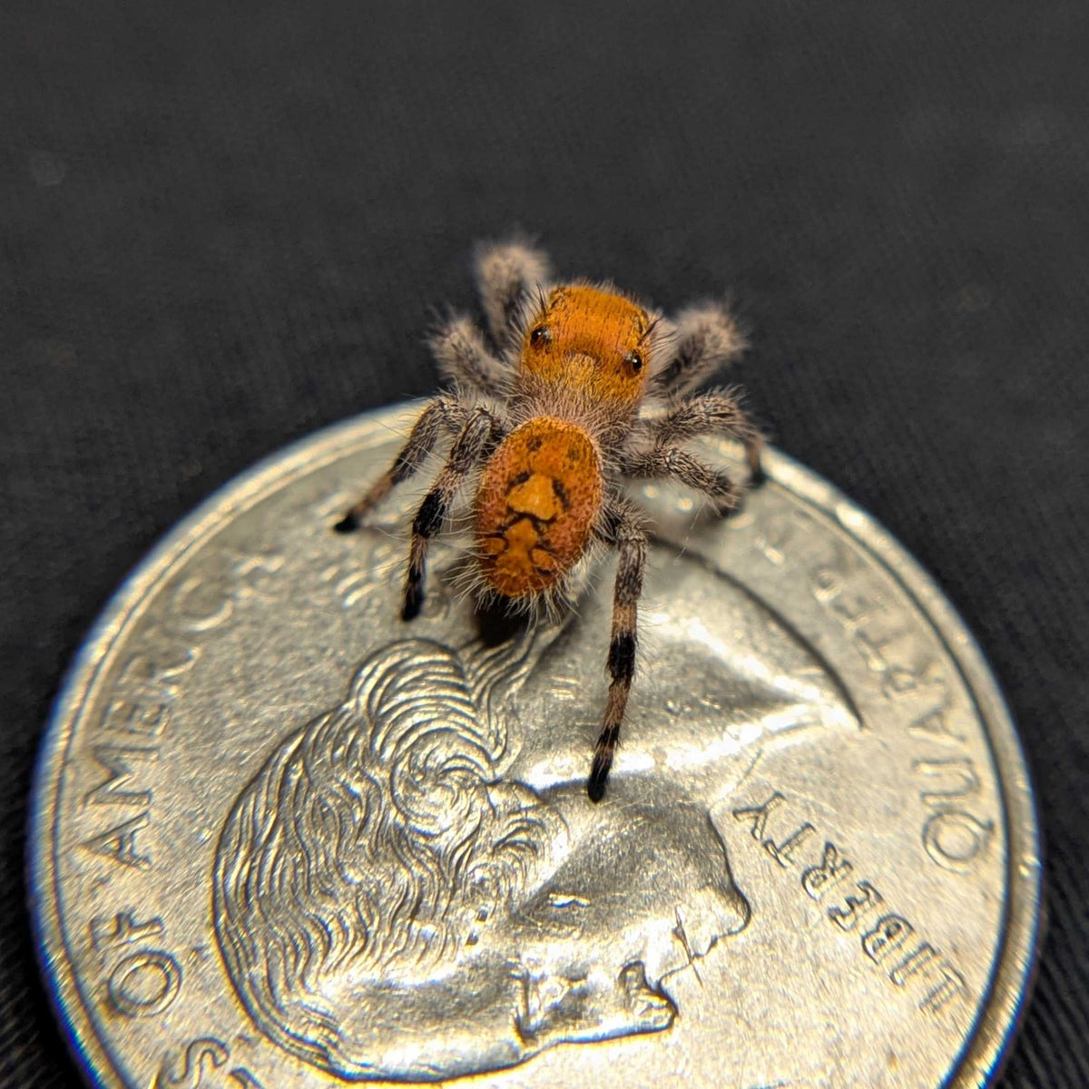 Regal Jumping Spider "Wine"