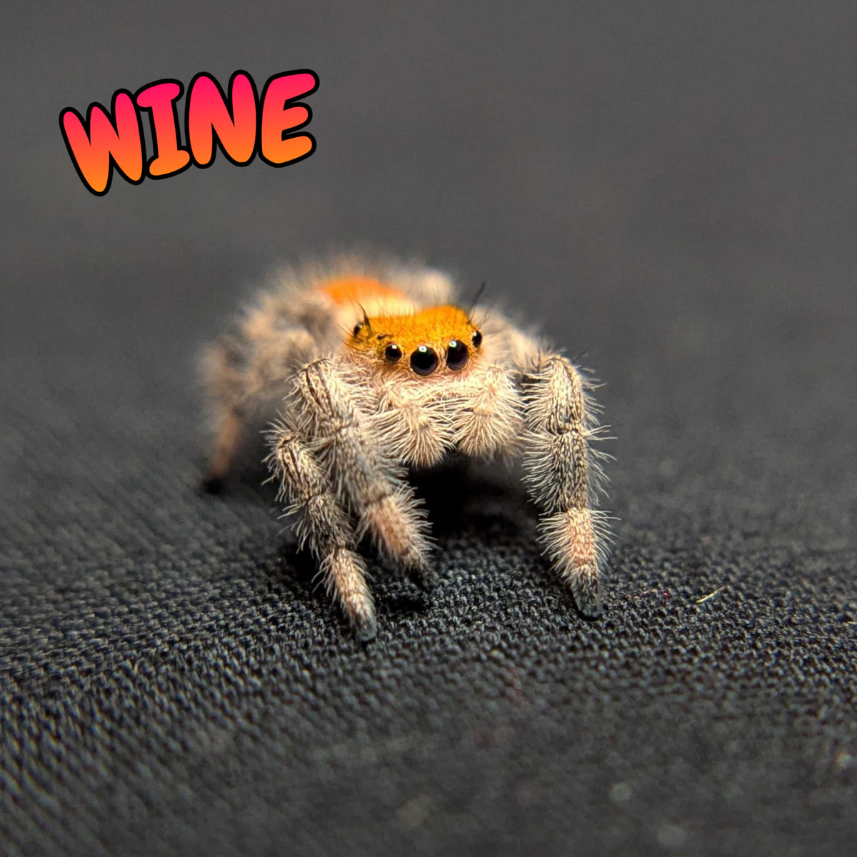 Regal Jumping Spider "Wine"