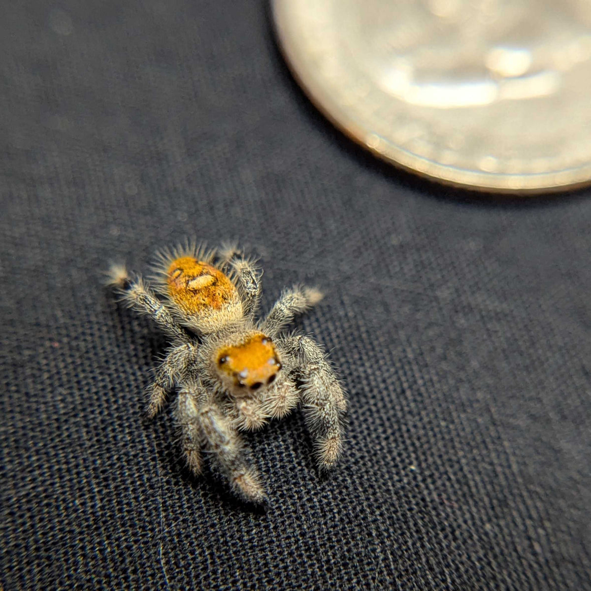 Regal Jumping Spider "Pixie"