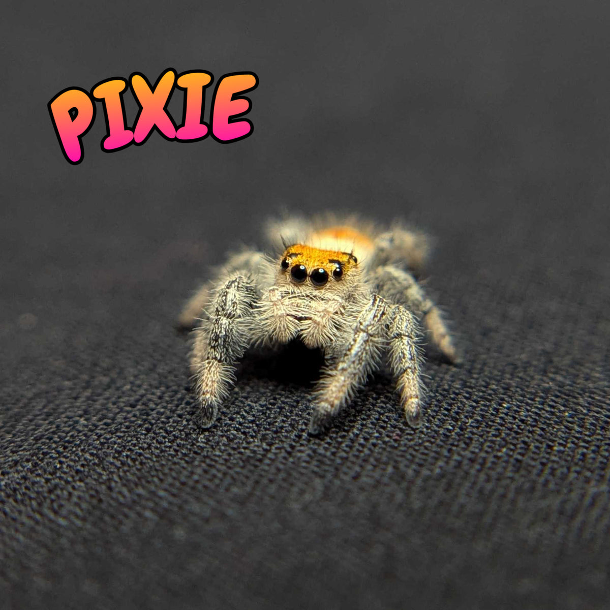 Regal Jumping Spider "Pixie"