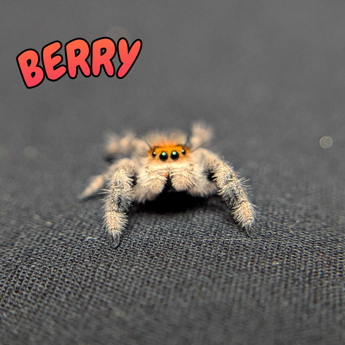 Regal Jumping Spider "Berry"
