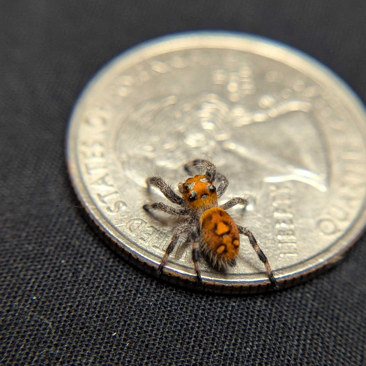 Regal Jumping Spider "Almond"