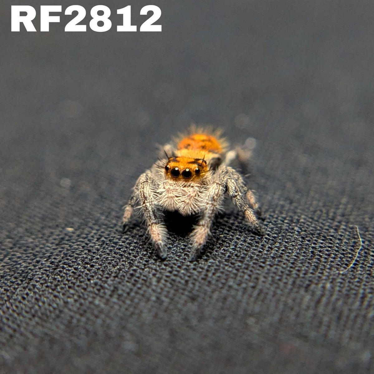 Regal Jumping Spider "Almond"