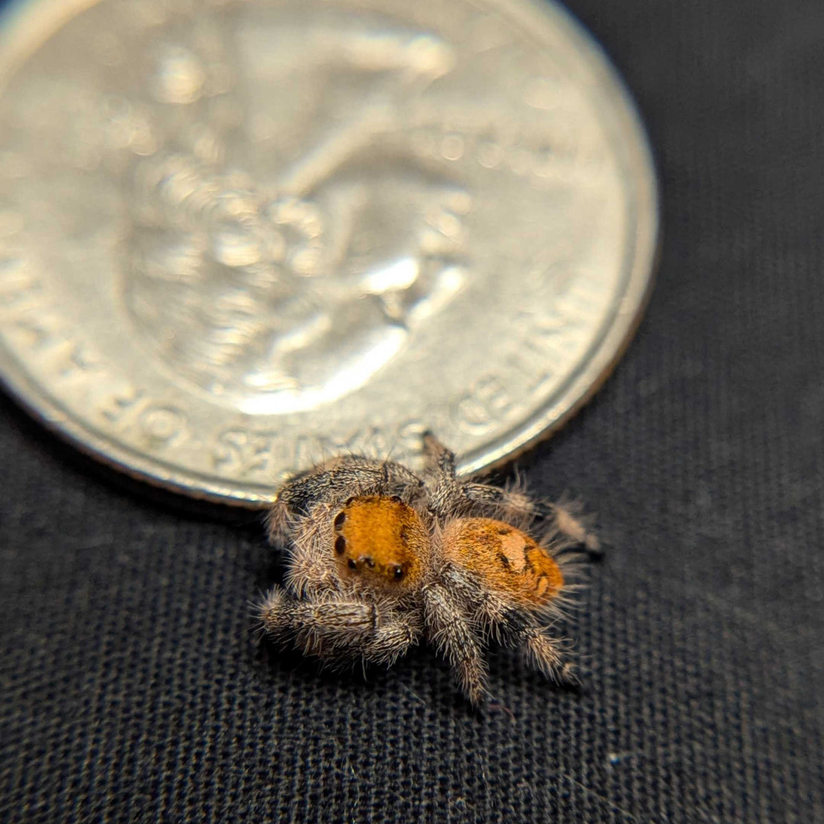 Regal Jumping Spider "Sandberry"