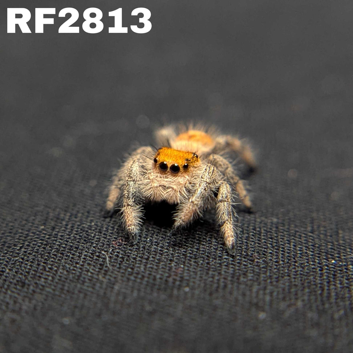 Regal Jumping Spider "Sandberry"