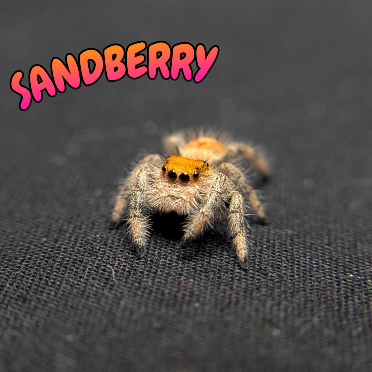 Regal Jumping Spider "Sandberry"