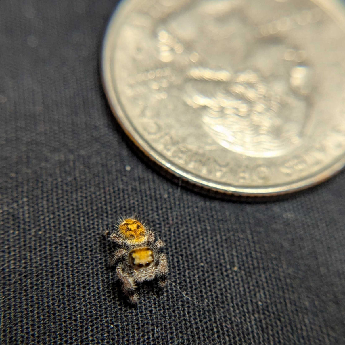 Regal Jumping Spider "Sunflower"