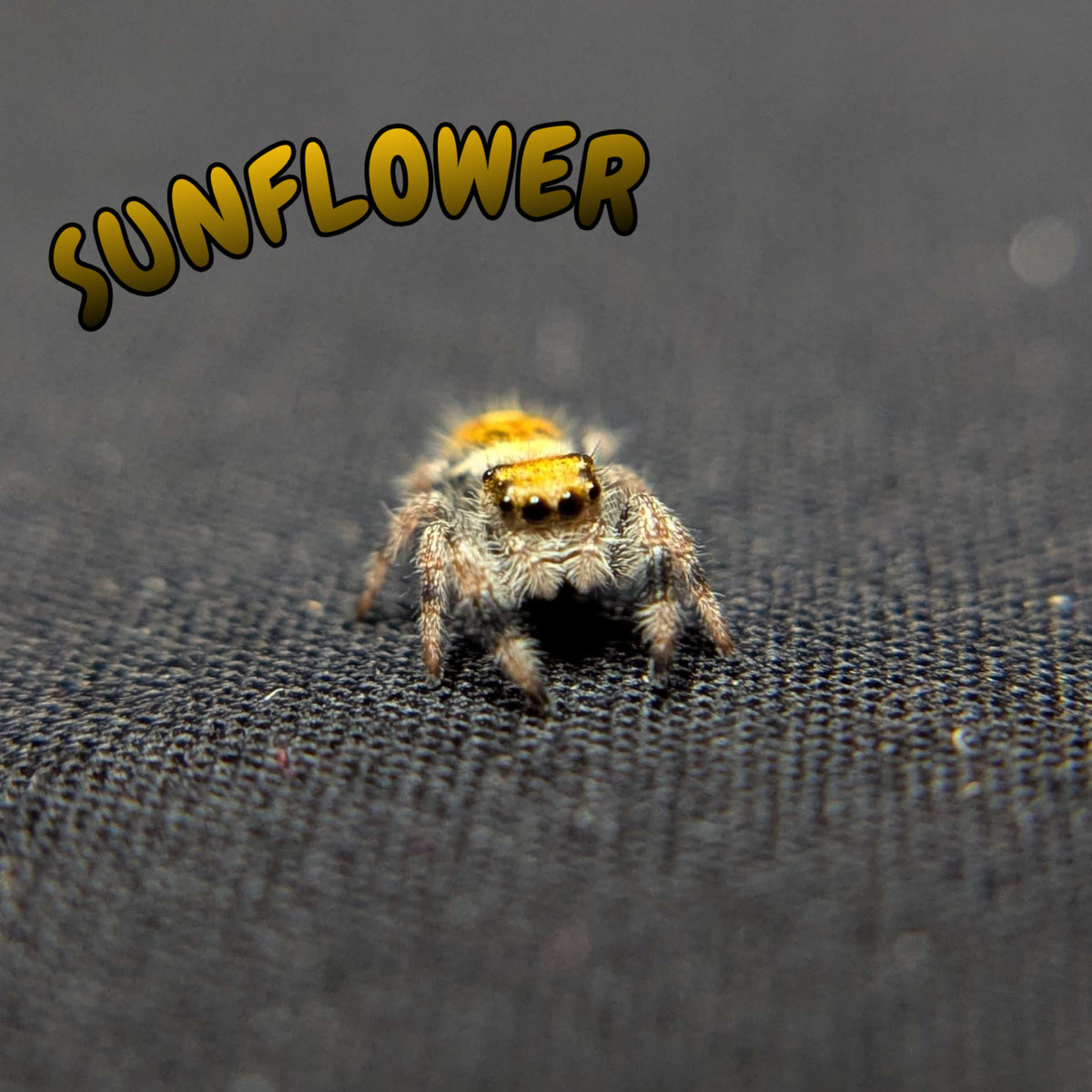 Regal Jumping Spider "Sunflower"