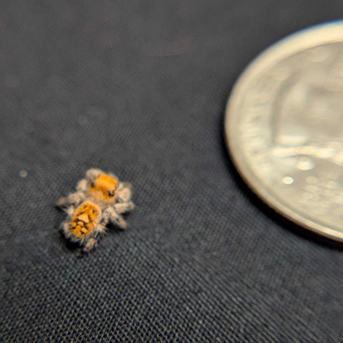 Regal Jumping Spider "Peach Puff”
