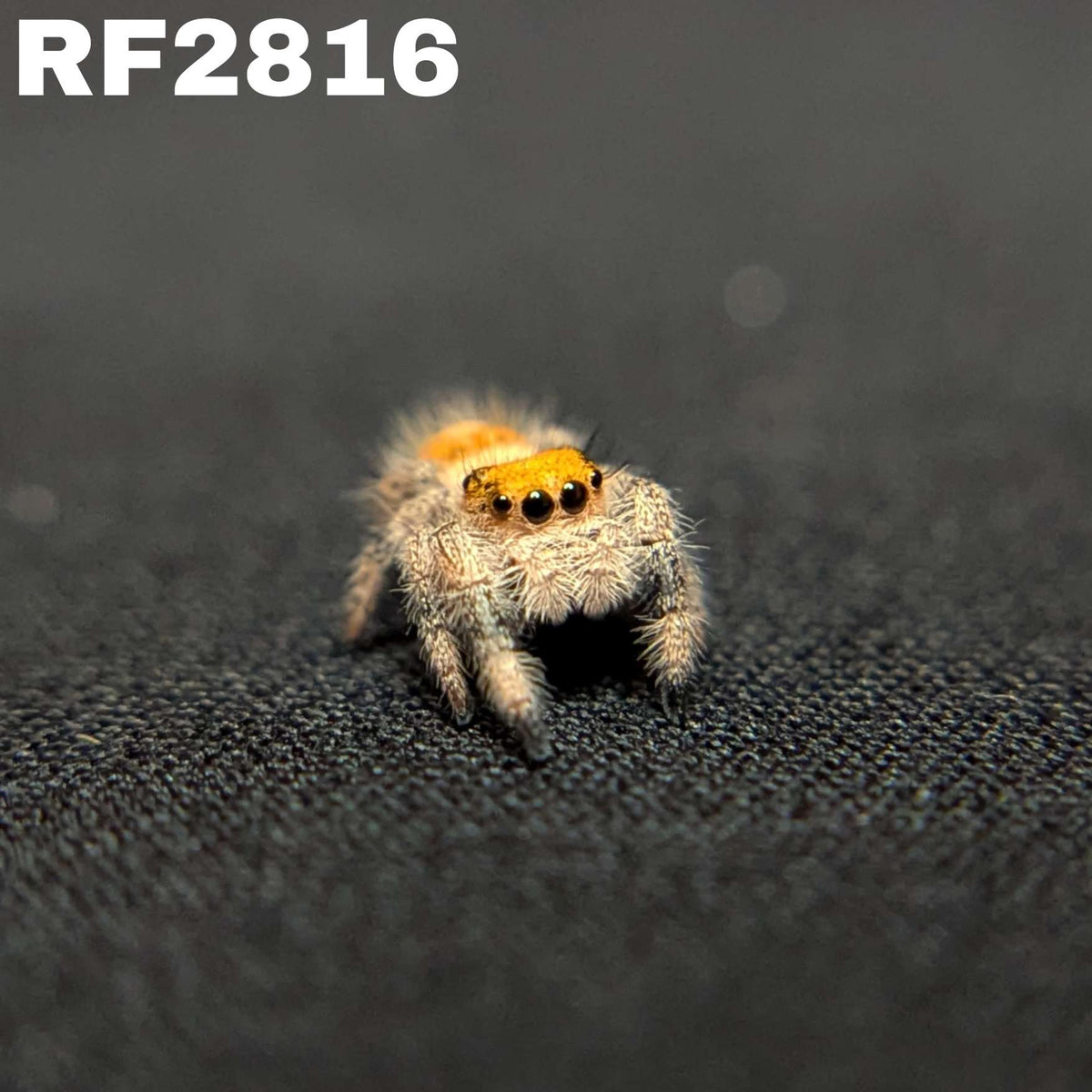 Regal Jumping Spider "Peach Puff”