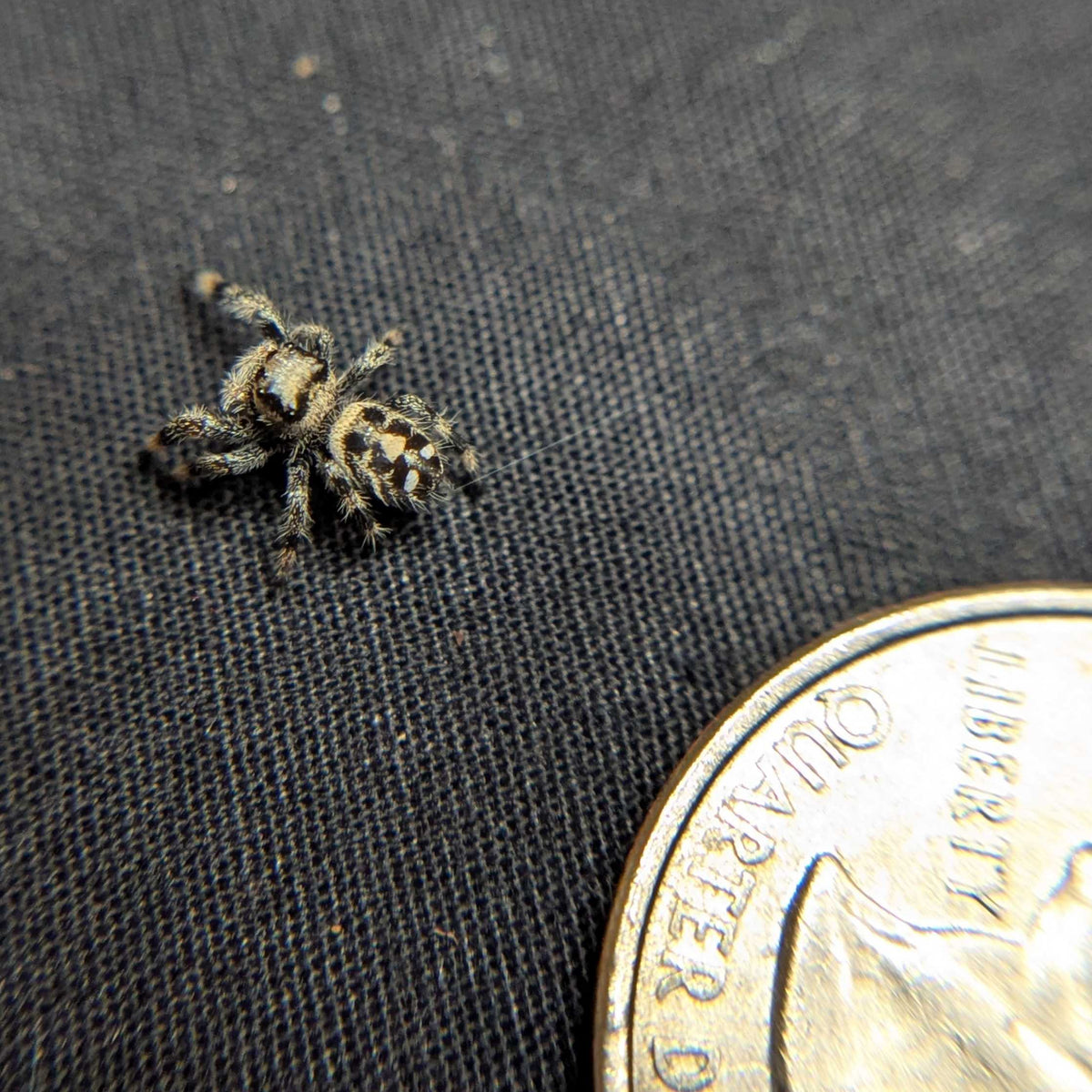Regal Jumping Spider “Pebble”