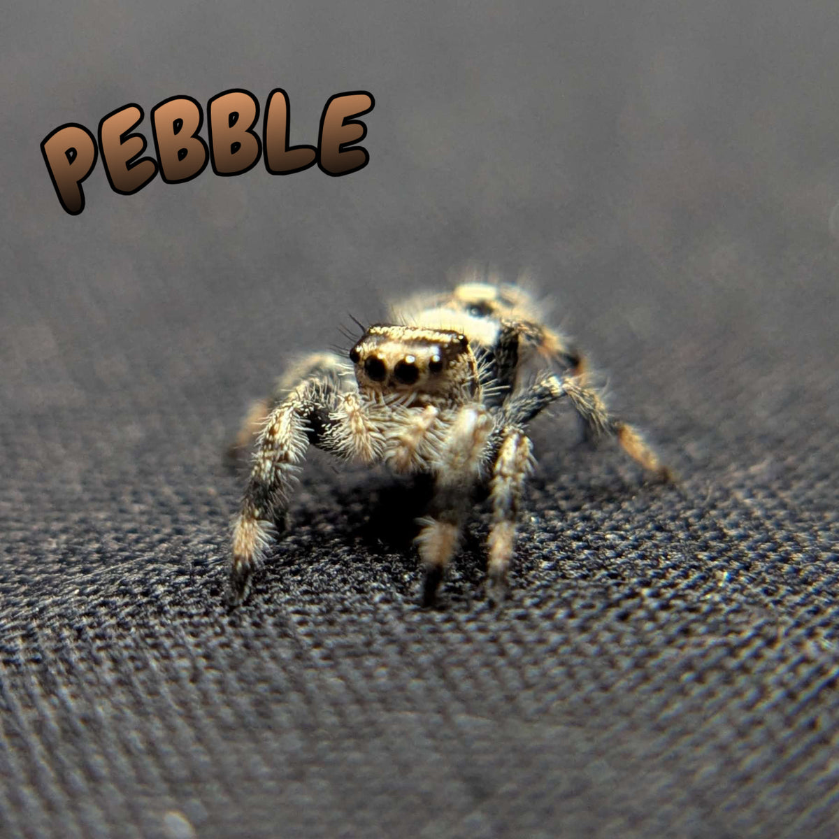 Regal Jumping Spider “Pebble”