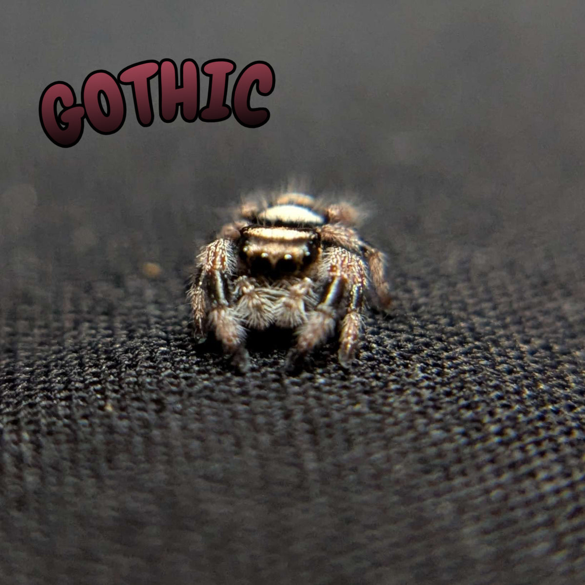 Regal Jumping Spider "Gothic"