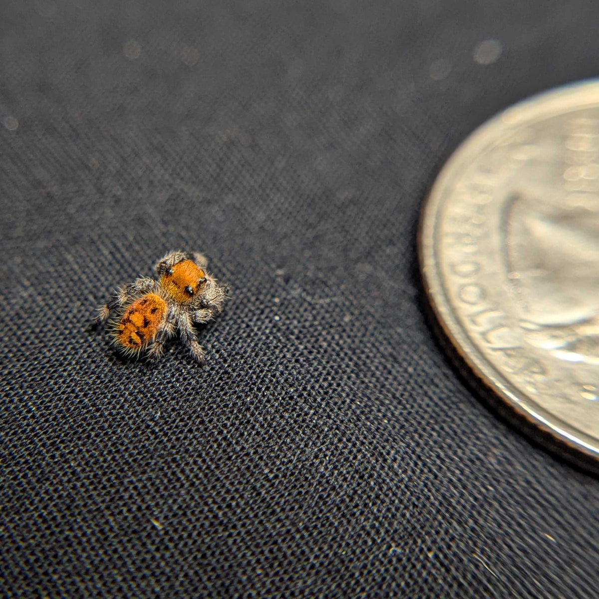 Regal Jumping Spider “Cupcake”