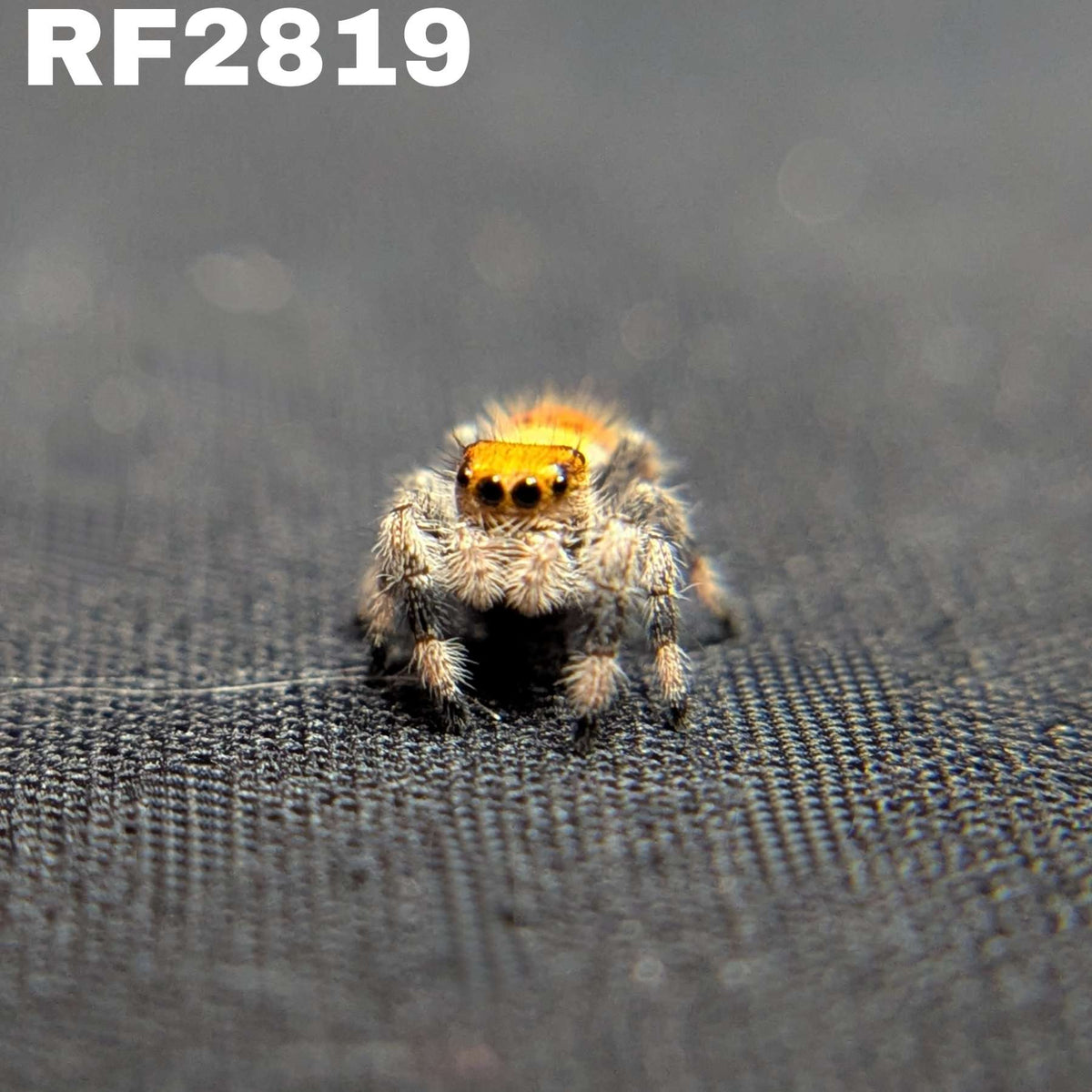 Regal Jumping Spider “Cupcake”