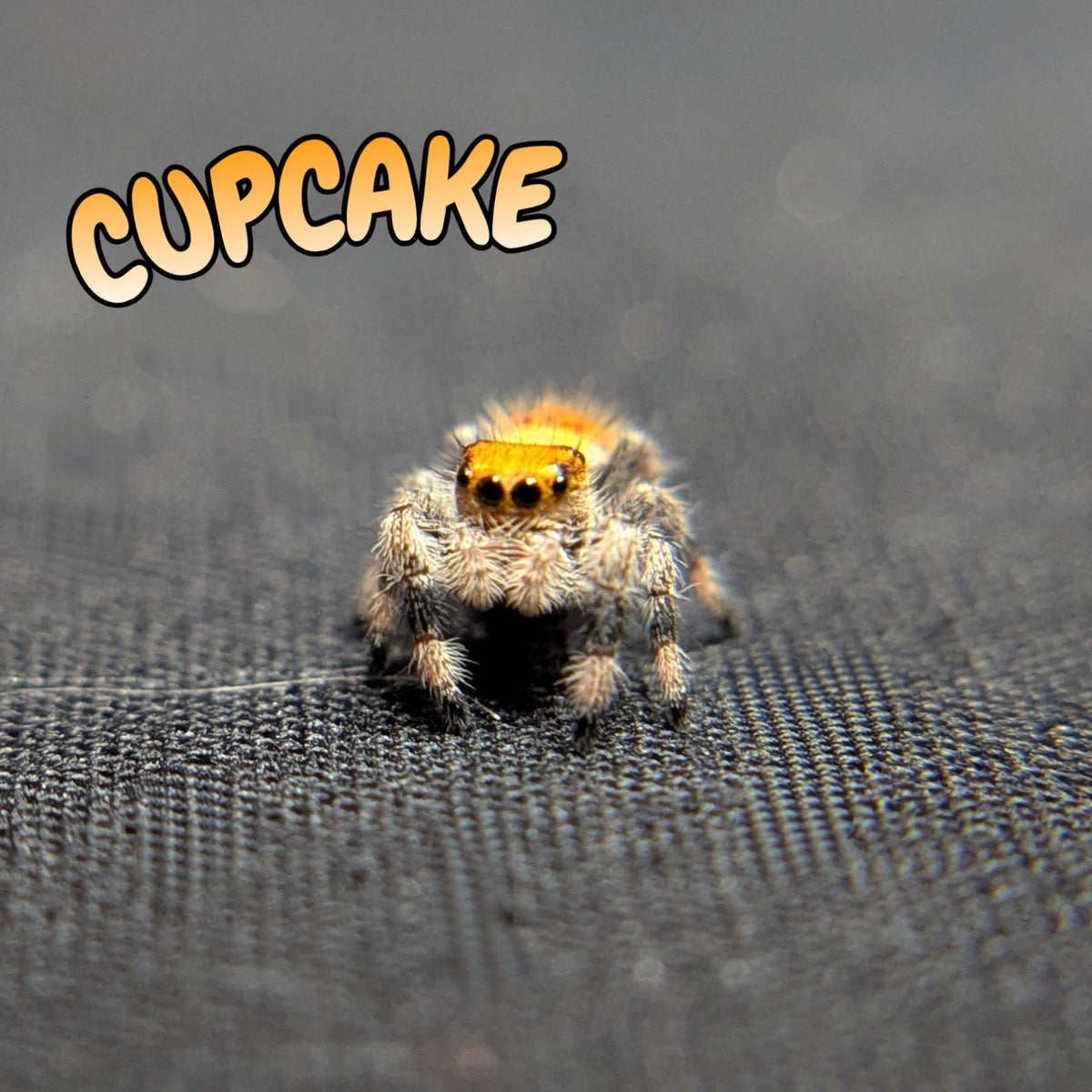 Regal Jumping Spider “Cupcake”